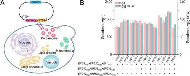 Screening of peroxisomal signal peptides. (A) Schematic diagram of the experimental design. The signal peptide was ligated to the C-terminus of the red fluorescent protein mCherry to construct the plasmid pYLXP’2-mCherry, which was expressed in Y. lipolytica. (B) Peroxisomal engineering to enhance t
