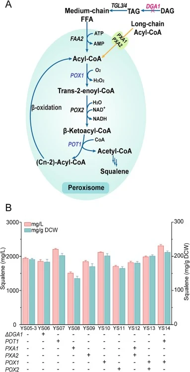 Intensifying β-oxidation to accelerate squalene biosynthesis in peroxisomes. (A) Biochemical reactions and substance transport involved in the β-oxidation pathway in peroxisomes. (B) Enhanced lipid metabolism. Enhancing acetyl-CoA generation link in the β-oxidation process and energizing additional