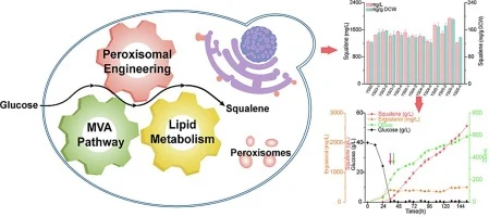 Efficient synthesis of squalene by cytoplasmic-peroxisomal e