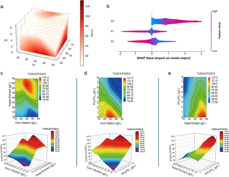ANN-driven prediction and interaction analysis of medium components influencing the TUDCA/TCDCA ratio. corn dextrin (X1), yeast extract (X2), and KH2PO4 (X3). (a) Heat-map visualization of the ANN-predicted TUDCA/TCDCA ratio across varying concentrations of X1, X2, and X3. Deeper red indicates highe