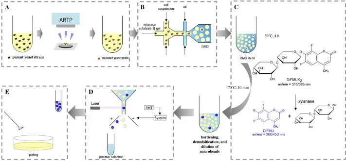 Schematic workflow for gel droplet microfluidics-based screening of a P. pastoris library for increased production of secreted xylanase. (A) Library generation by ARTP mutagenesis. (B) Single-cell encapsulation with a fluorogenic reporter substrate and agarose solution. (C) Xylanase hydrolyzes the s
