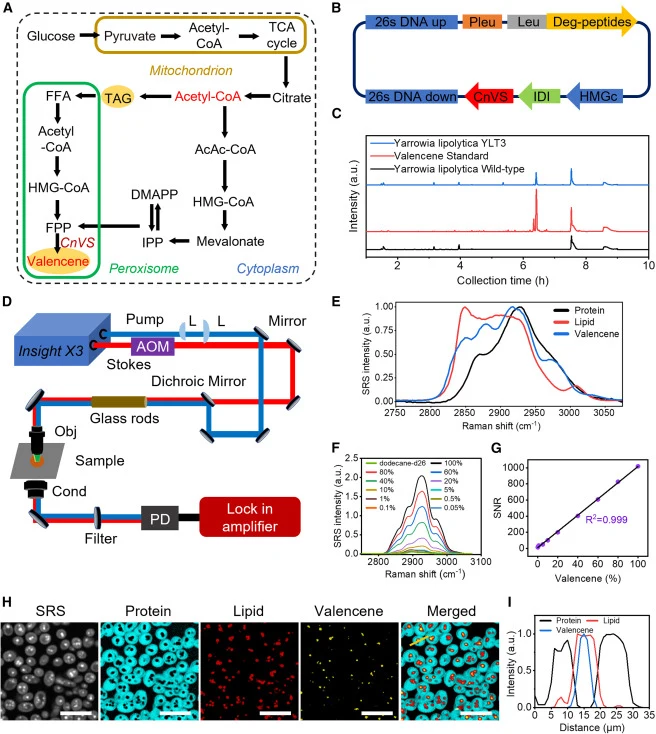 Construction of valencene-producing Y. lipolytica and SRS imaging of valencene in single cells (A) Reconstruction of themevalonate (MVA) pathway in peroxisomes. (B) Construction of plasmid for valencene synthesis. Pleu, promoter of leu2; Leu, lue2 selection marker; HMGc, 3-hydroxy-3-methylglutaryl-C