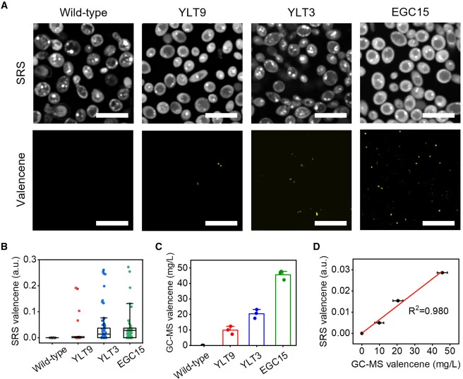 Quantitative and heterogeneity analysis of valencene using SRS imaging (A) SRS images at the C-H region and the Lasso reconstructed concentration maps of valencene for the wild-type, YLT9, YLT3, and EGC15 strains (scale bar: 10 μm). (B) Scatterplot of the SRS valencene intensity in the wild-type, YL