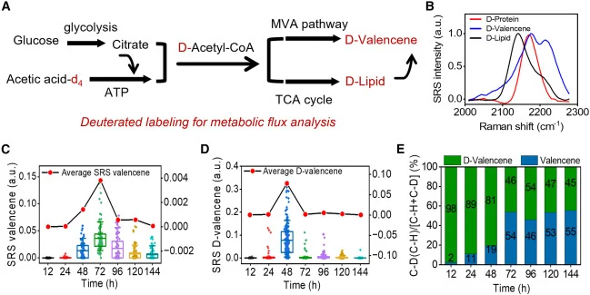 Substrate competition study between acetic acid and glucose for valencene synthesis using hyperspectral SRS imaging (A) Schematic diagram of the product metabolism flux under co-culture conditions with glucose and acetic acid-d4. (B) Normalized SRS spectra of deuterated protein, lipid, and valencene