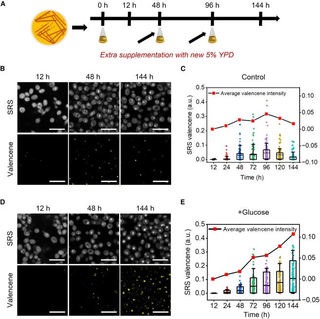 Real-time monitoring of fed-batch metabolism in shake flasks using hyperspectral SRS imaging (A) Schematic of fed-batch shake-flask cultivation. (B) Raw SRS images and the Lasso concentration maps of valencene for non-fed-batch groups (scale bar, 10 μm). (C) SRS valencene intensity and statistical d