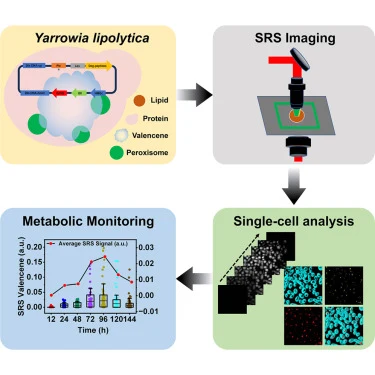 Single-cell metabolic heterogeneity dynamics and optimizatio