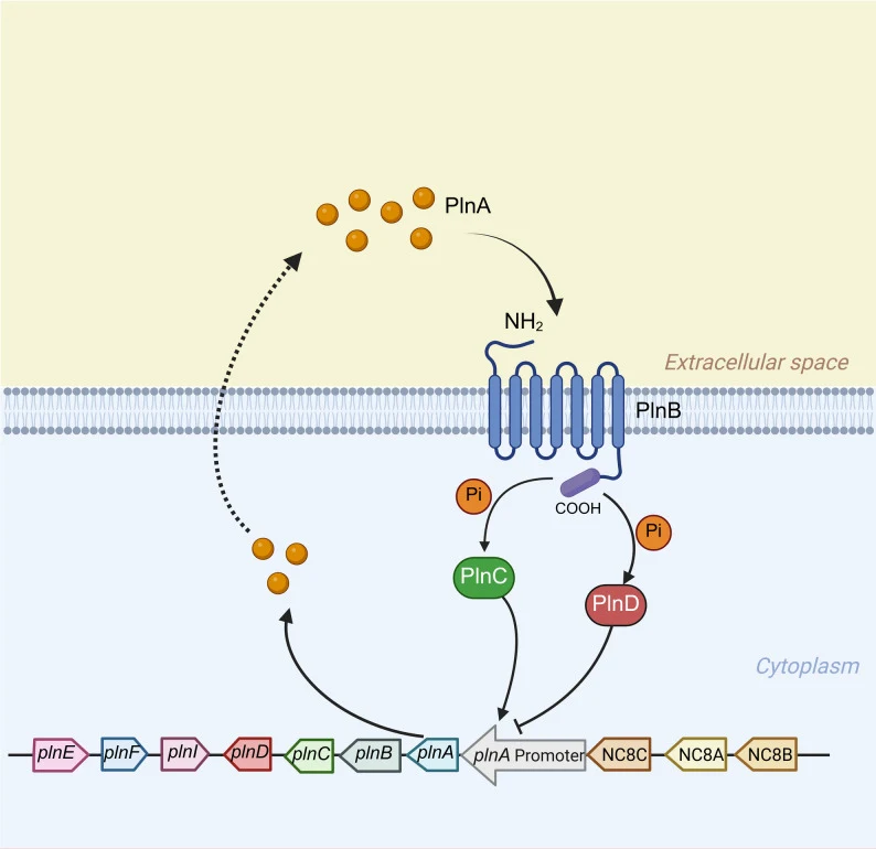Quorum sensing–regulated plantaricin system in L. plantarum 8P-A3 strain (Figure adapted and modified from Goel, A. et a
