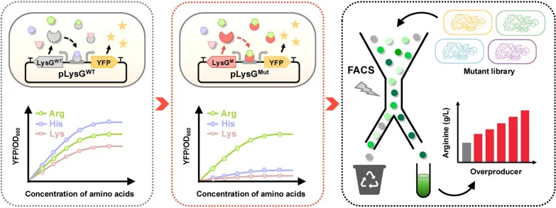 Engineering of a LysG-derived arginine-specific biosensor fo