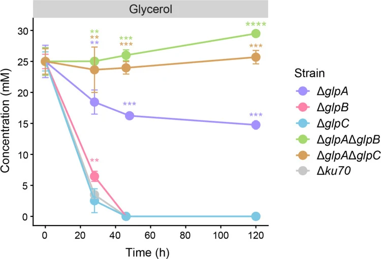 Glycerol consumption of the Aspergillus niger glp deletion mutants and the reference strain. Data points represent Δ glpA (purple), Δ glpB (pink), Δ glpC (blue), Δ glpA Δ glpB (green) , Δ glpA Δ glpC (orange), and Δ ku70 reference strain (gray). Liquid cultures supplemented with 25 mM glycerol were