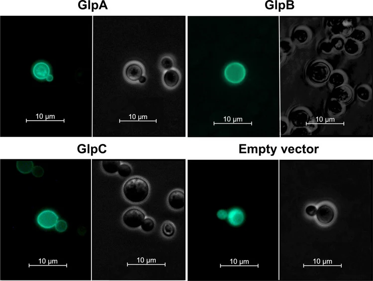 Fluorescent and phase-contrast micrographs showing the localization of Aspergillus niger GlpA, GlpB, and GlpC transporters in Saccharomyces cerevisiae IMK1010 strain. The correct localization of the transporter at the plasma membrane is indicated by a green halo around the S. cerevisiae cell. A stra