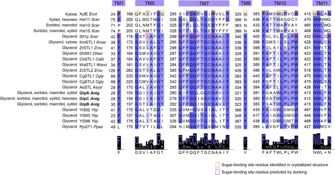 Multiple sequence alignment of sugar transporters and their amino acid residues putatively related to sugar-binding. The alignment included predicted Aspergillus niger glycerol transporters GlpA, GlpB, and GlpC, as well as other characterized fungal glycerol transporters (González-Hernández 2010 ; d