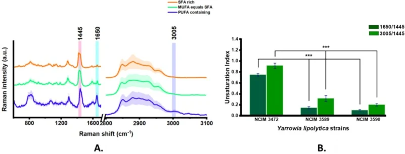 A. Average Raman spectra of total lipid extracts from NCIM 3472 (PUFA-containing), NCIM 3589 (MUFA = SFA), and NCIM 3590 (SFA-rich). The CH2 bending at 1445 cm−1 and the CC stretching band at 1650 cm−1 are associated with the total lipid content and lipid unsaturation, respectively, as highlighted i