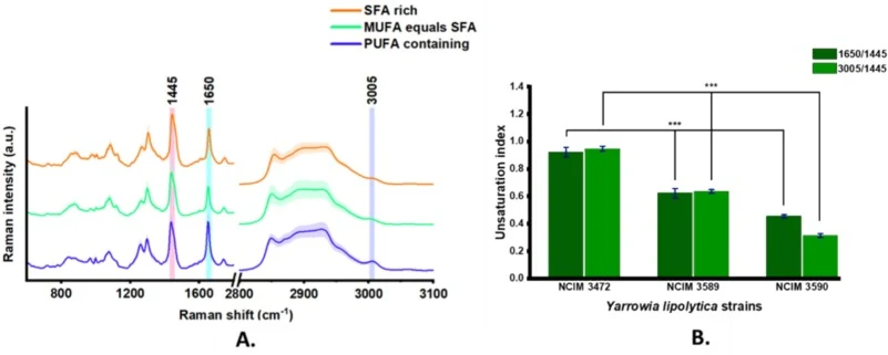 A. Mean of 90 single-cell Raman spectra from each strain of Yarrowia lipolytica cells showing strain-dependent differences in lipid unsaturation. The blue spectrum corresponds to the PUFA-containing strain (NCIM 3472), the green spectrum represents the strain with approximately equal proportions of