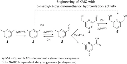 现有及可能的短路反应网络示意图,展示XylMA催化2,6-二甲基吡啶(1)转化为2,6-二(羟甲基)吡啶(6)的过程。