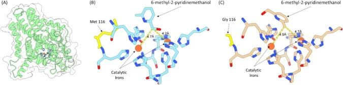 AphaFold 3–predicted structure and active-site models of XylM. (A) The XylM fold as predicted by AlphaFold 3. (B) Active site of XylMWT showing the diiron center (red dots), coordinating histidine residues, the mutagenic hotspot M116 (yellow), and the docked substrate. (C) Active site of the XylMM11