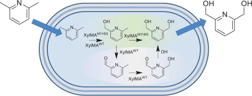 Directed evolution of an integral membrane monooxygenase unl