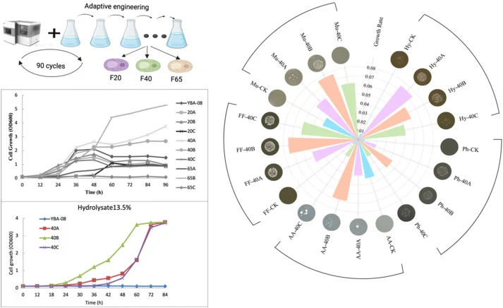 Selection of tolerant S. cerevisiae strains through adaptive evolution. This figure shows the growth curves and colony formation abilities of various S. cerevisiae strains subjected to adaptive evolution under different inhibitory conditions. The upper left panel shows the growth of strains in the p