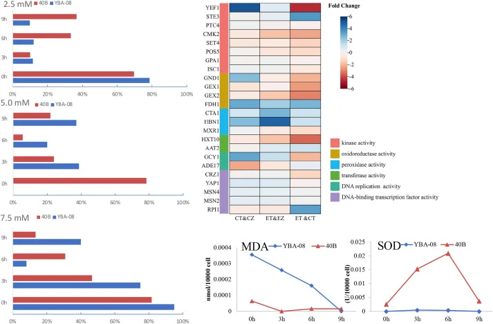 Balance of oxidative stress as a key factor in enhancing tolerance in the 40B strain. This figure presents the accumulation of ROS, along with the levels of MDA and SOD in cells under oxidative stress conditions. The bar graphs at the top compare the ROS accumulation in the 40B strain and the YBA-08