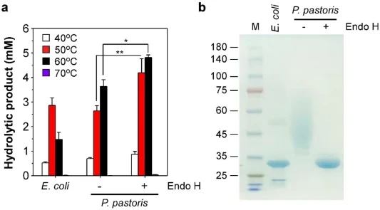 PET hydrolytic activity of Ec-FAST-PETase and Pp-FAST-PETase. (a) 1 mL solution containing 10 μg mL−1 purified enzyme and GfPET (6 mm in diameter, 8 mg) in 50 mM glycine-NaOH buffer [pH 9] was incubated at indicated temperature for 6 h, and the hydrolytic products were measured by HPLC. The hydrolyt