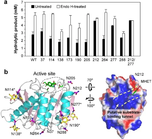 The status and engineering of N-linked glycosylation of Pp-FAST-PETase. (a) PET hydrolytic activity of wild type and variant Pp-FAST-PETase with or without Endo H treatment was measured and presented as described in Fig. 1a. (b) The crystal structure of wild type Pp-FAST-PETase. Left panel, the over