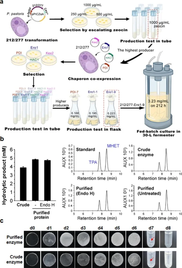 Scale-up production of Pp-FAST-PETase-212/277 and PET hydrolytic activity of crude enzyme. (a) The construction workflow of Fast-PETase-212/277-Ero1-9. (b) The PET hydrolytic activity of crude fermentation supernatant and purified protein of Pp-FAST-PETase-212/277. The activity was measured and pres