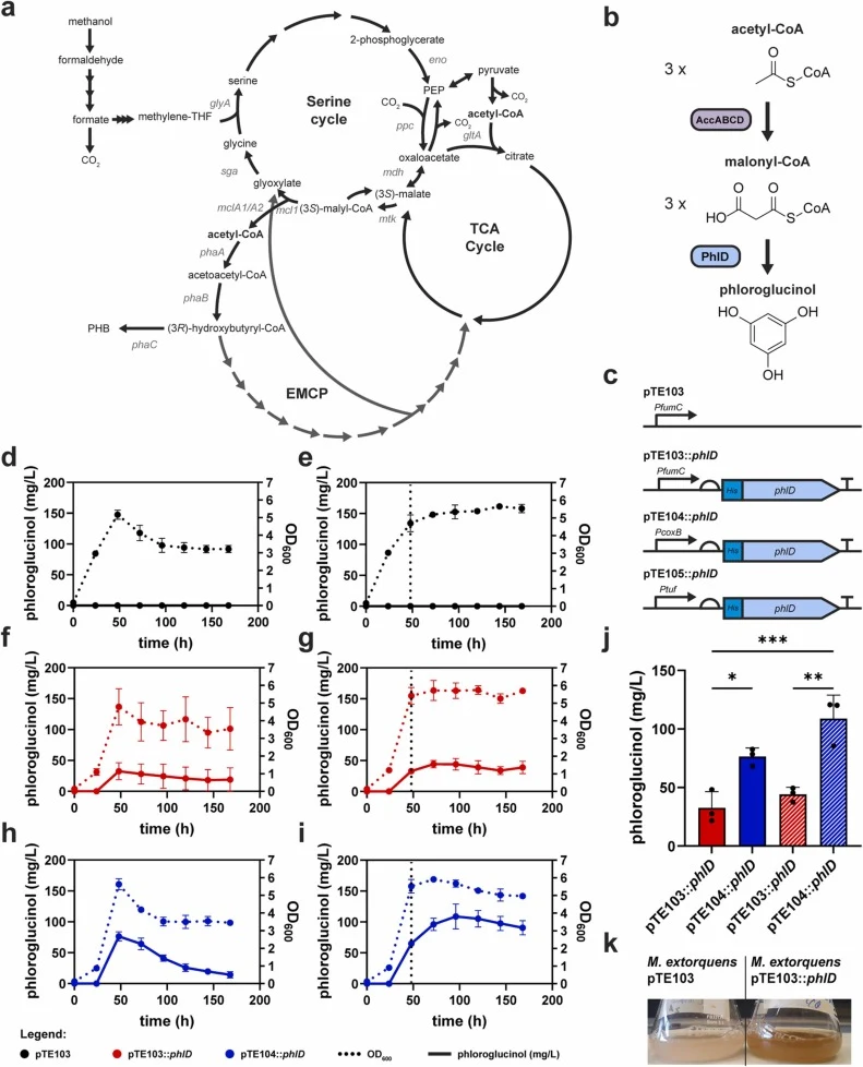 Production of phloroglucinol by engineered M. extorquens strains. (a) Schematic overview of the central metabolism of M. extorquens AM1. (b) Biosynthetic pathway of phloroglucinol from acetyl-CoA. (c) Expression cassettes used to overexpress phlD with different promoter strengths (pTE103::phlD, pTE1