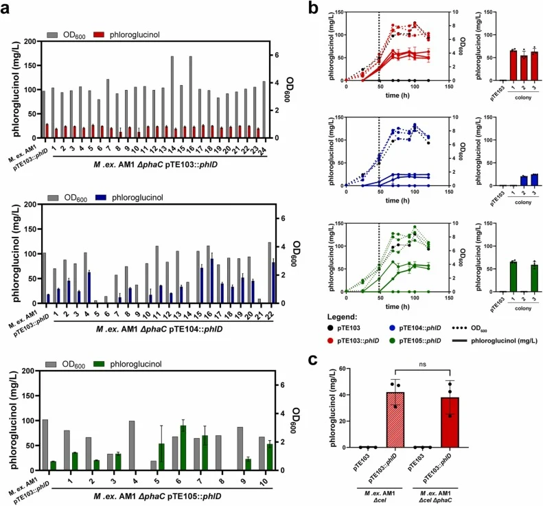 Phloroglucinol production of M . extorquens Δ phaC . (a) OD600 and phloroglucinol concentrations after 96 h growth of ΔphaC with pTE103::phlD (red), pTE104::phlD (blue), or pTE105::phlD (green). Results are the mean ± s.d. of n = 4 phloroglucinol measurements and n = 1 OD600 measurements (b) Fed-bat
