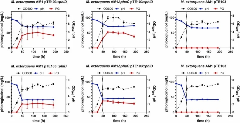 Fed-batch production of phloroglucinol at neutral and acidic pH by M. extorquens . OD600, pH, and phloroglucinol titers of M. extorquens pTE103, pTE103::phlD, and ΔphaC pTE103::phlD were determined. Data for each panel represent measurements from three cultures per strain, with phloroglucinol concen