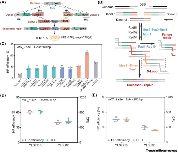 Engineering the multi-invasion-induced rearrangement (MIR) process to enhance multifragment integration in one genome site. (A) Schematic of the integration of three fragments containing the β-carotene biosynthesis pathway into a single genomic site. (B) Schematic of the multi-invasion-induced rearr