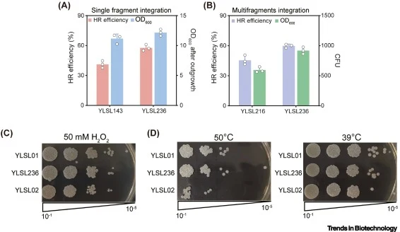 Homologous recombination (HR) efficiency rechecking and evaluation of the robustness of the HR-proficient chassis strain. (A) Assessment of single-fragment integration at a single site with 50-bp homologous arms (HAs) in YLSL143 and YLSL236. (B) Assessment of multifragment simultaneous integration a