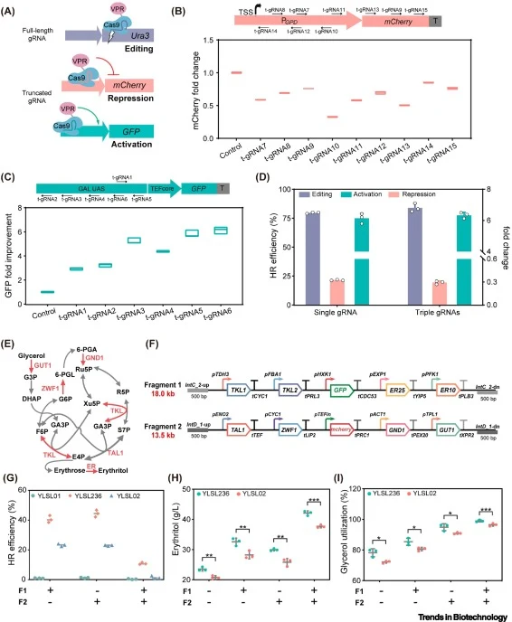 Exploration of YLSL236 as a chassis for multiplex genome manipulation and cell factory construction. (A) Schematic of gene editing, repression, and activation using Cas9-VPR. When paired with full-length guide (g)RNA, the Cas9 protein cleaves target DNA to initiate genome editing. By contrast, trunc