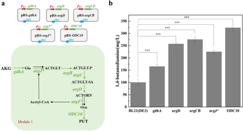 Determination results of 1,4-butanediamine production by single gene overexpression strain of 1,4-butanediamine production module; The *** symbol represents P < 0.001 compared with their controls. (a) Construction of a single-gene overexpression vector for the 1,4-butanediamine production module;