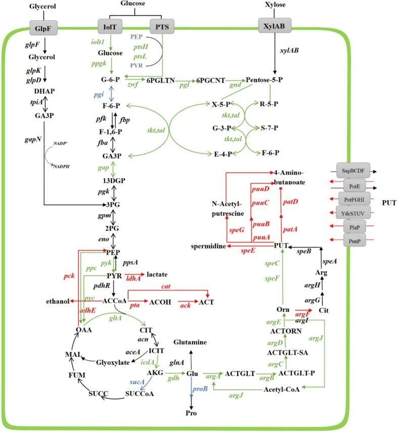 1,4-Butanediamine synthesis pathway. The green lines mean overexpression, and the red mean deletion. PTS: Phosphotransferase system; G-6-P: Glucose-6-phosphate; AKG: 2-oxoglutarate; F-6-P: Fructose-6-phosphate; SUC-CoA: Succinate-CoA; PEP: Phosphoenolpyruvate; SUCC: Succinate; PYR: Pyruvate; FUM: Fu