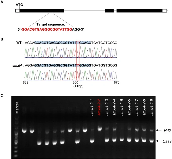 Verification of SMXL4 gene editing. ( A ) Schematic diagram of the gene structure and CRISPR-Cas9 meditated gene editing target sequence in SMXL4 . ( B ) DNA sequence analysis of SMXL4 from Samkwang (WT) and smxl4 . ( C ) Cas9-free screening of smxl4 plants (Unlabeled lanes are samples irrelevant to