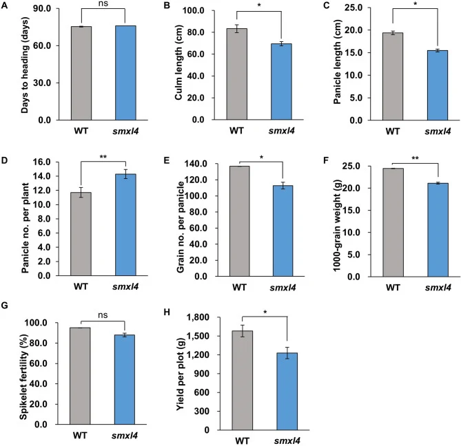 Analysis of major agronomic and yield-related traits in Samkwang (WT) and smxl4 . Comparison of days to heading ( A ), culm length ( B ), panicle length ( C ), panicle no. per plant ( D ), grain no. per plant ( E ), 1000-grain weight ( F ), spikelet fertility ( G ), yield per plot (rough rice weight