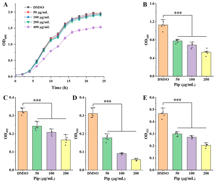Anti-virulence activity of Pip against P. aeruginosa PAO1. ( A ) Growth profile of P. aeruginosa PAO1 following exposure to Pip. ( B – E ) Inhibitory effect of Pip on virulence factors of protease, elastase, pyocyanin, and rhamnolipid, respectively. (∗∗∗) p < 0.001.
