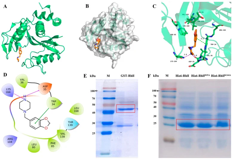 The binding interaction between Pip and RhlI by molecular docking and the purification of RhlI-related proteins. ( A ) Binding mode of Pip with RhlI was present in cartoon representation. ( B ) Binding mode of Pip with RhlI was present in surface representation. ( C , D ) represent 3D and 2D schemat