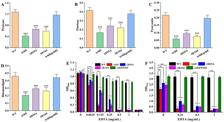 Effect of rhlI deletion and LYS-164/ASP-35 mutations on the production of protease ( A ), elastase ( B ), pyocyanin ( C ), and rhamnolipid ( D ) and their effect on EDTA susceptibility ( E ) and biofilm inhibition ( F ). (∗) p < 0.05, (∗∗) p < 0.01, and (∗∗∗) p < 0.001.