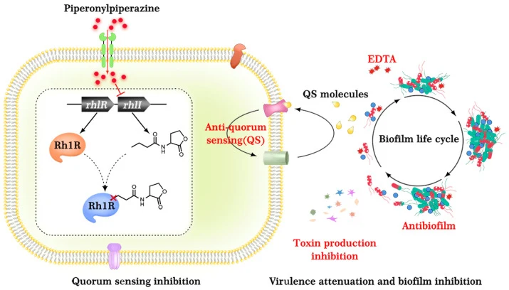 Mechanism of Pip-mediated virulence attenuation and EDTA potentiation in P. aeruginosa .