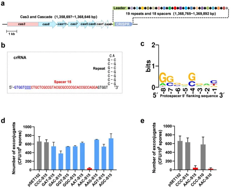 Characterization of the type I-E CRISPR-Cas system in S. treptomyces mobaraensis IPIO2. a. Genomic organization of type I-E CRISPR-Cas locus, including the cas gene cluster (cas3-cas8-cas11-cas7-cas5-cas6-cas1-cas2) and the CRISPR array consisting of 19 repeats (black diamonds) and 18 spacers (recta