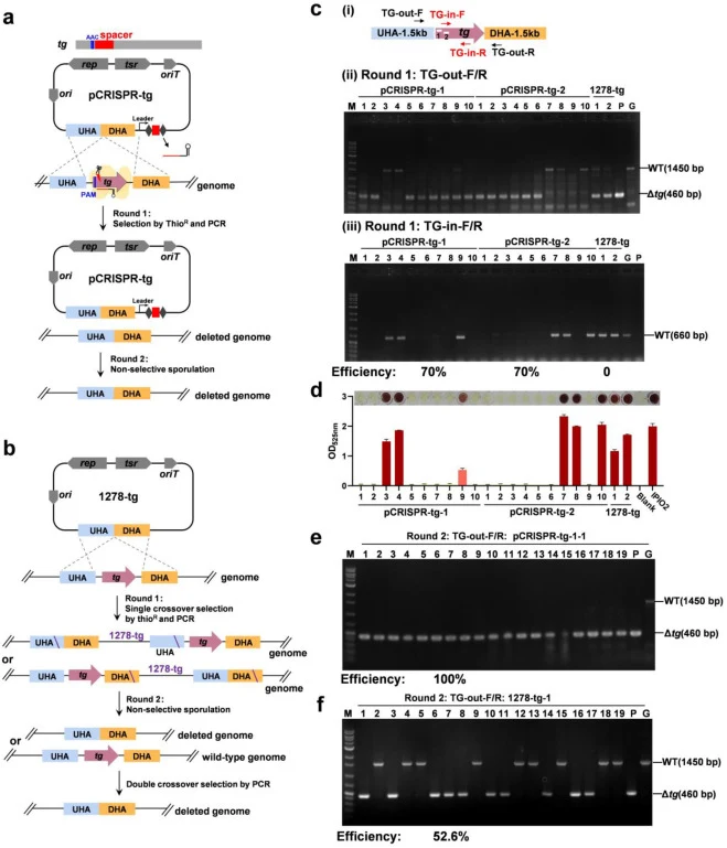 Repurposing the native type I-E CRISPR-Cas system for gene deletion in S. treptomyces mobaraensis IPIO2. a. Schematic diagram of the editing plasmid pCRISPR-tg for tg gene deletion. b. Schematic diagram of the homologous recombination plasmid 1278-tg for tg gene deletion. c. (i) Two spacers within t