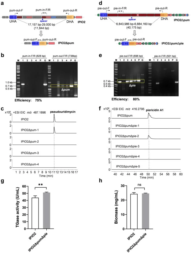 The endogenous CRISPR-Cas- system mediated mediates genome editing for large DNA deletions. a. Schematic illustration of the pum biosynthesis gene cluster (BGC) (11.8 kb) deletion in IPIO2. b. PCR screening of four pum BGC-deleted transformants obtained through thiostrepton selection using two pairs