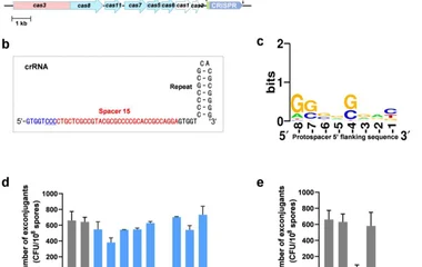 基于CRISPR-Cas系统的茂原链霉菌转谷氨酰胺酶基因组编辑平台