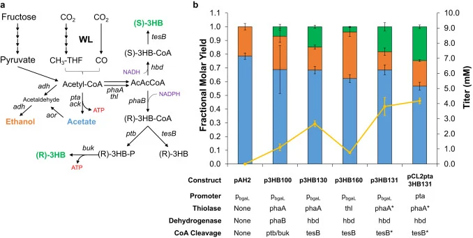 3HB production in engineered strains of C. ljungdahlii. a) Major pathways involved in energy conservation and 3-hydroxybutyrate (3HB) production in C. ljungdahlii. b) Production metrics in strains engineered for 3HB production. Yellow lines (right axis): compound titer (mM). Bars (left axis): fracti