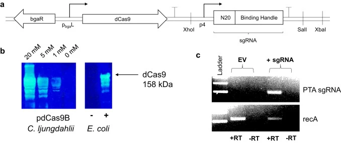 Design and verification of CRISPRi expression strategy. a) Design of the expression cassettes for dCas9 and single guide RNA, showing lactose-inducible promoter used for dCas9 (pbgaL) and constitutive promoter for sgRNA (p4), and bio-brick cloning design (XhoI/SalI/XbaI) of sgRNA region to allow for