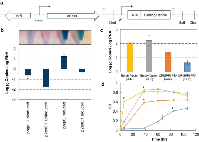 The ATc-responsive promoter from C. acetobutylicum enables inducible downregulation in C. ljungdahlii. a) Redesigned dCas9 expression cassette, showing the p2tetO1 promoter engineered for use in C. acetobutylicum (Dong et al., 2012). b) Evaluation of glucuronidase reporter expression from pbgaL (pla