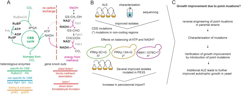 Verification of Single Nucleotide Polymorphisms (SNPs) which enhance autotrophic growth in P. pastoris. (a) Gassler et al. (2020) de novo engineered an autotrophic yeast strain with a separated carbon (synthetic Calvin-Benson-Bassham (CBB) cycle) and energy metabolism allowing growth on CO2. Heterol