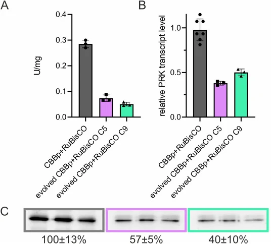 Decrease of specific Prk activity in cell free extracts of evolved strains. Parental strain CBB + RuBisCO and evolved strains with mutations in the PRK gene (evolved CBBp + RuBisCO C5 & C9) were cultivated under autotrophic conditions. (A) Specific Prk activity. (B) Relative mRNA transcript level of