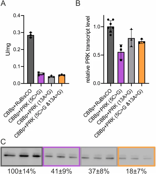 Reverse engineered PRK strains show decreased specific Prk activity. The parental strain CBB + RuBisCO and the reverse engineered strains with the respective mutations in the PRK gene (5C > G, 13 A > G and 5C > G & 13 A > G) were cultivated under autotrophic conditions. (A) Analysis of specific Prk