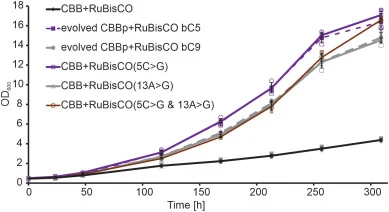 Reverse engineering of point mutations in PRK leads to improved growth under autotrophic conditions. The parental strain CBB + RuBisCO, the evolved strains (evolved CBBp + RuBisCO bC5 and bC9 from which the mutations in the PRK gene originated) and the reverse engineered strains with the respective